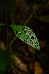 leaf with wormholes bitten by caterpillar worm