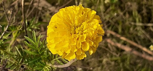 Yellow Color Mexican Marigold Flower on Nature Background