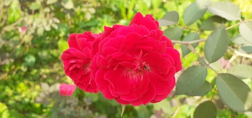 Dark Red Hybrid Garden Rose Flowers on Green Leaves Background