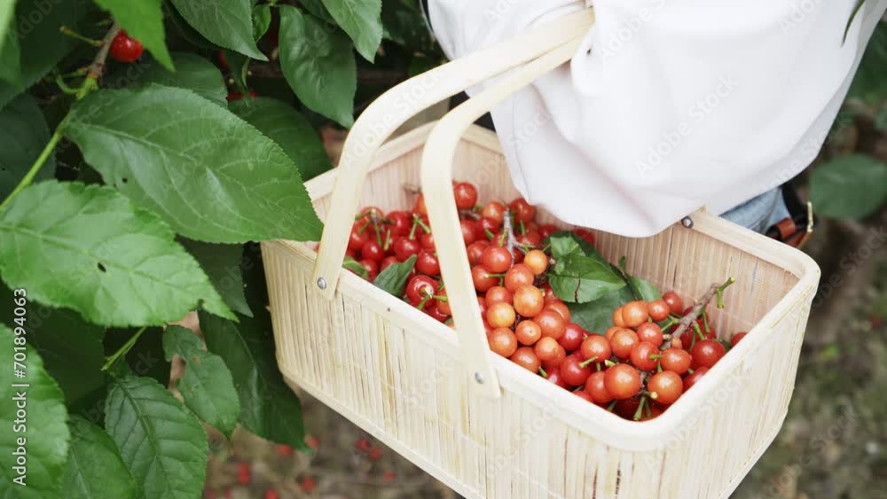 Wall mural picking cherries