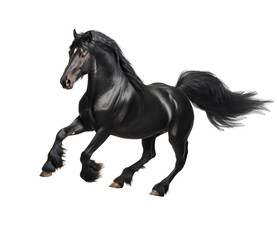 Obraz na płótnie Canvas Elegant black horse on transparent background PNG