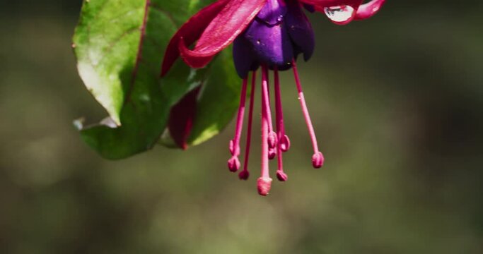 Fiery-throated hummingbird