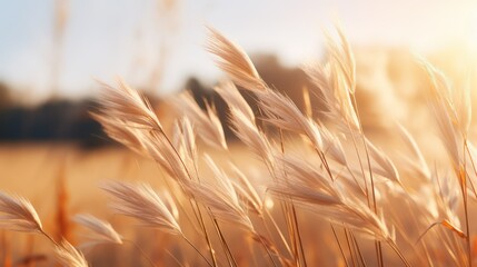 Close up of grass flower in the field at sunset. Nature background