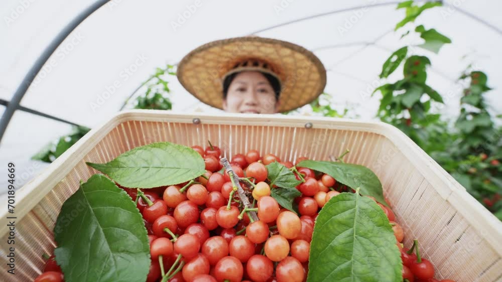 Wall mural picking cherries