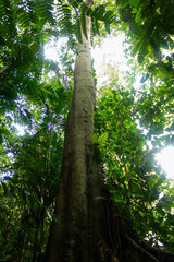 Fototapeta premium old large tree in green forest