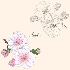 Illustration of apple tree branch flowers with blossoms and buds, vintage style, in color and stroke. Vector illustration in spring concept.