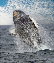 Whale Breaches Off the Coast of California