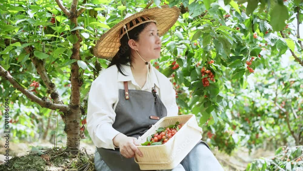 Wall mural picking cherries