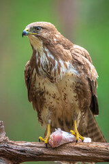 Common buzzard, Buteo Buteo, bird of prey perched