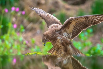 Common buzzard, Buteo Buteo, bird of prey perched