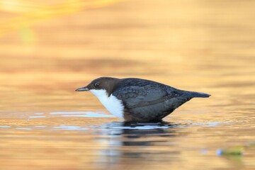 Northern white-throated dipper, cinclus cinclus cinclus, foraging in water