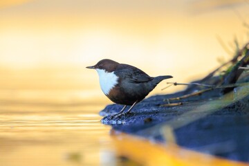 Northern white-throated dipper, cinclus cinclus cinclus, foraging in water