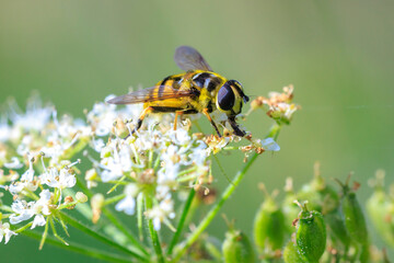 Batman hoverfly, Myathropa florea, pollinating