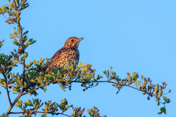 Closeup of a Song thrush Turdus philomelos bird singing in a tree during sunset