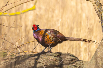 Fototapeta premium Male Pheasant Phasianus colchicus stepping