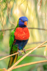 Rainbow lorikeet, Trichoglossus moluccanus, bird perched