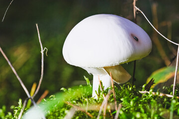 Fototapete bei efototapeten.de bestellen   