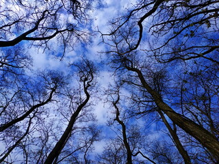 tree branches against sky