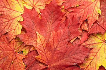 Naklejka na ściany i meble 4K Ultra HD Image of Colorful Autumn Leaves - Vibrant Fall Foliage Background