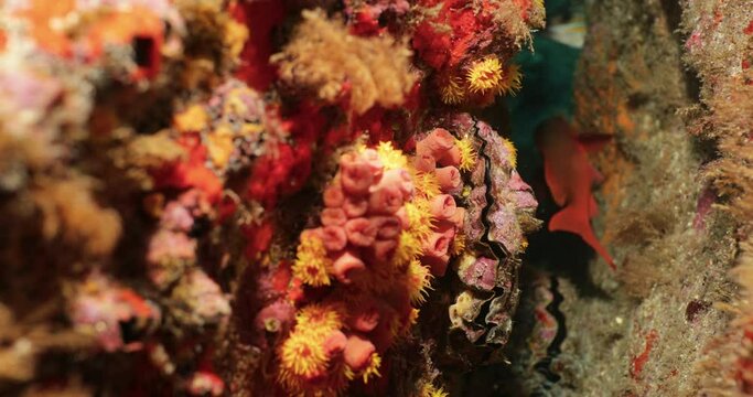 Reef fish