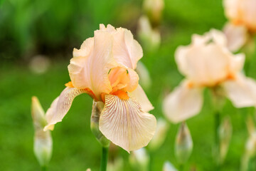 Tall bearded bicolor iris flower 