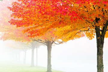 4K Ultra HD Image of Autumn Tree with Yellow Leaves on a Foggy Day - Nature's Golden Haze