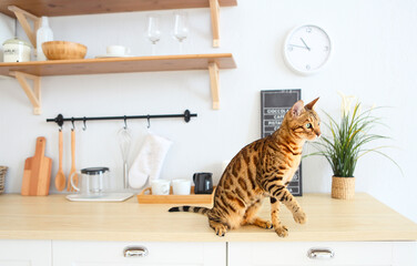 Bengal cat on white background sits sideways