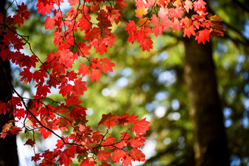 4K Ultra HD Close-Up Image of Autumn Red Color Leaves - Nature's Scarlet Tapestry