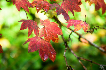 4K Ultra HD Close-Up Image of Autumn Red Color Leaves - Nature's Scarlet Tapestry