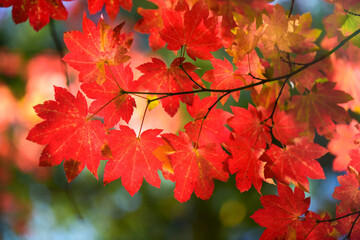 4K Ultra HD Close-Up Image of Autumn Red Color Leaves - Nature's Scarlet Tapestry