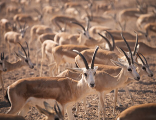 Gazelles. Arabian Wildlife in natural habitat