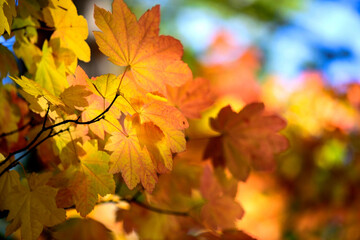Naklejka na ściany i meble 4K Ultra HD Close-Up Image of Autumn Yellow Color Leaves Against Sky Background - Nature's Harmony