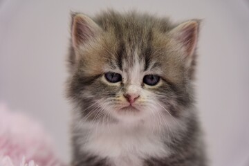 Blue Siberian kitten 4 weeks old