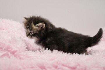 Black Siberian kitten 4 weeks old