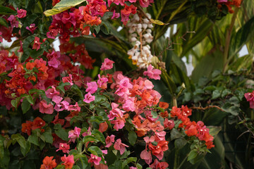 red flowers in the garden - easter island
