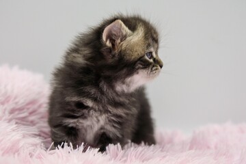 Black Siberian kitten 4 weeks old