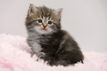 Blue Siberian kitten 4 weeks old