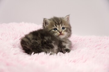 Blue Siberian kitten 4 weeks old