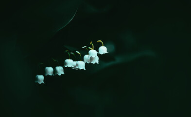 Delicate white lily of the valley flowers bloom among the dark leaves of the plants on a summer...