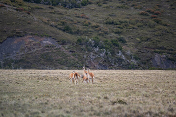 Guanacoes in Torres del Paine national park