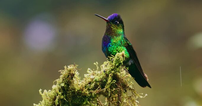 Fiery-throated hummingbird