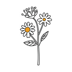illustration of camomile, outline flowers design, stroke flower design, vector illustration, 