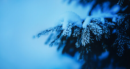 The lush branches of the spruce are covered with snow in the cold winter. Nature in January under...