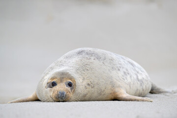 kegelrobbe halichoerus grypus