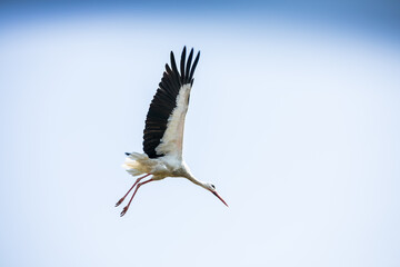 Black and white stork during flight