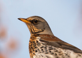 Portrait photograph of a fieldfare. Swedish bird from the wild.