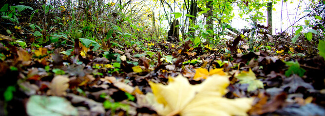Obraz premium 4K Ultra HD Image of Beautiful View of Colorful Autumn Tree with Leaves