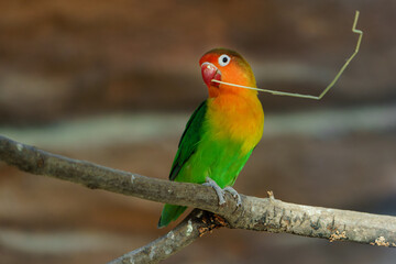 Portrait of Fischer's lovebird in zoo