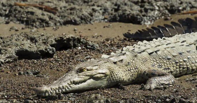 Crocodile 