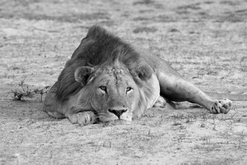 Zambia: Lioness is lying on the sand and relaxing at South Luangwa | Löwin liegt im Sand am...
